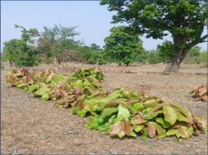 तेंदूपत्ता संग्राहकों के लिए बड़ी पहल, 920 करोड़ रुपए के भुगतान की तैयारी