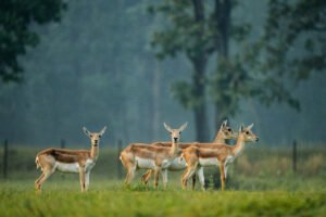स्थानीय विलुप्ति से लेकर लगभग 200 की संख्या तक पहुँचे काले हिरण : ‘मन की बात’ में मिली राष्ट्रीय पहचान