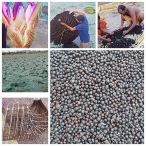 छत्तीसगढ़ में मखाना उत्पादन को प्रोत्साहन