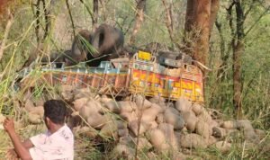 धान से भरा ट्रक नाले में गिरा, चालक और कंडेक्टर की दर्दनाक मौत